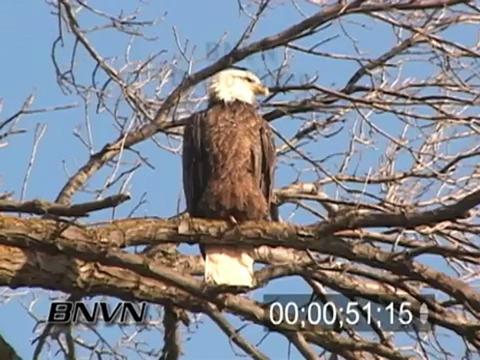 11/19/2005 Bald Eagle in Minneapolis, MN