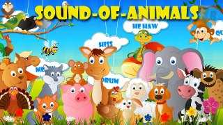 Sounds of Animals | Children Nursery Rhymes | FlickBox Kids Songs