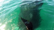 Aussie paddle boarder has extremely close encounter with whale