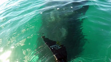 Aussie paddle boarder has extremely close encounter with whale