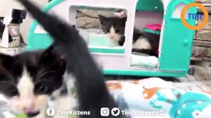 Elle entend des chatons pleurer et les sauve juste à temps