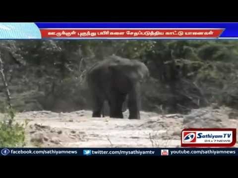 Wild elephant entered the village and damaged crops