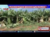 Wild elephants and bulls spoil the crops: Theni farmers worried.