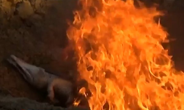 BKSDA Musnahkan Bangkai Buaya