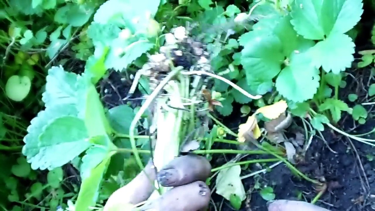 How To Care For Your Strawberry Patch