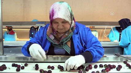 Amasya kirazı 10 ülkede ağızları tatlandırıyor - AMASYA