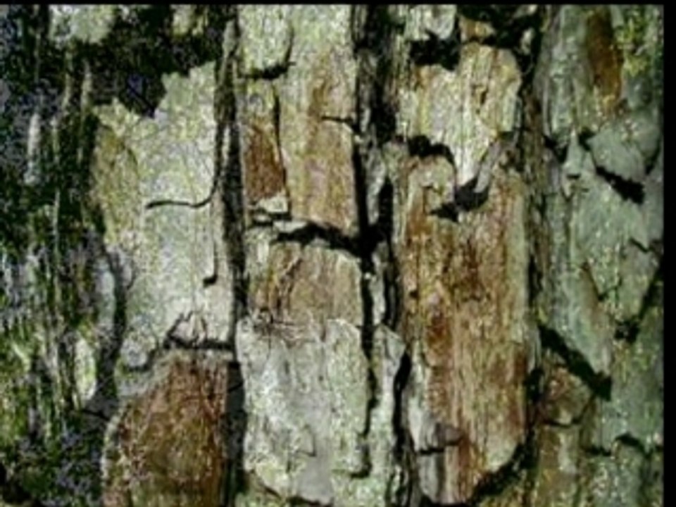 Promenade champêtre