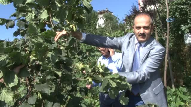 Türkiye'de İlk...fındığı Damla Sulama ile 2 Kat Büyüttüler