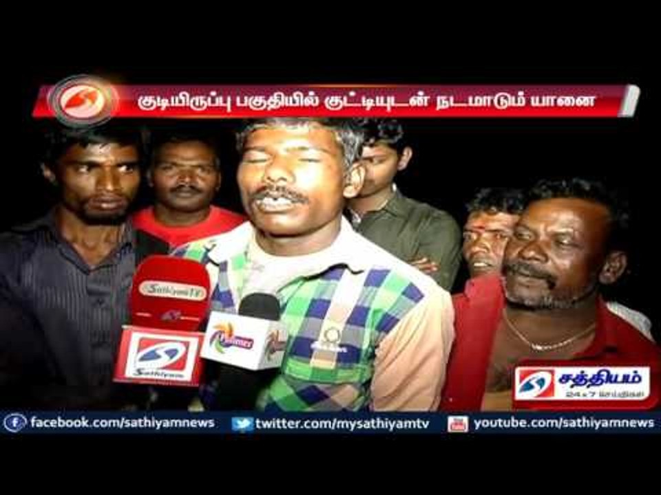 Nilgiris : Elephant and calf enters residential area