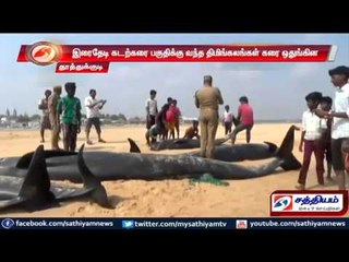 Whales came to shore in search of food says researchers