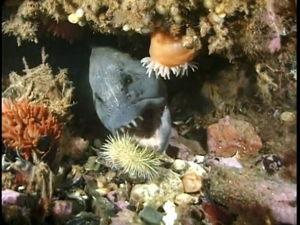 History's Mysteries - Monsters of The Sea - Documentary