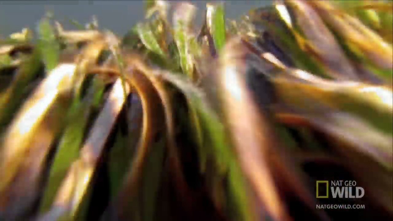 Hermit Crab vs. Conch | Worlds Deadliest