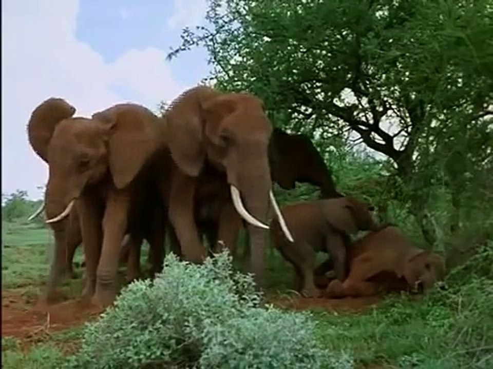 Africas Elephant Kingdom - Discovery Channel.