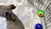 French Bulldog puppy for Sale, Male , French bulldog Puppies for Sale in Miami