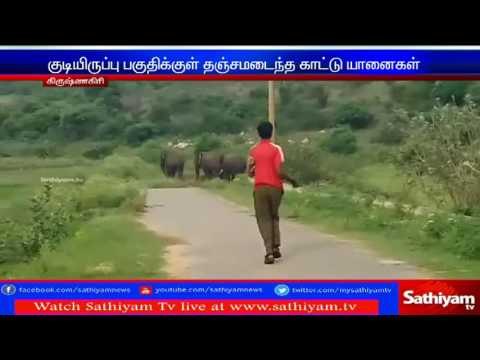Wild elephant roams around residential area