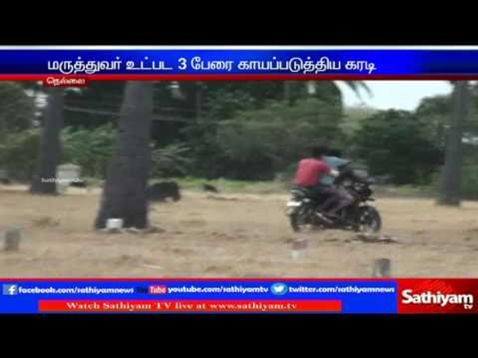 3 bitten by bear: Nellai.