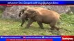 Nilgiris : Wild elephant resides in residential area