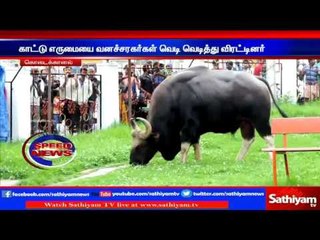Kodaikanal : Tourist fears as wild buffalo entered boat house | Sathiyam TV News
