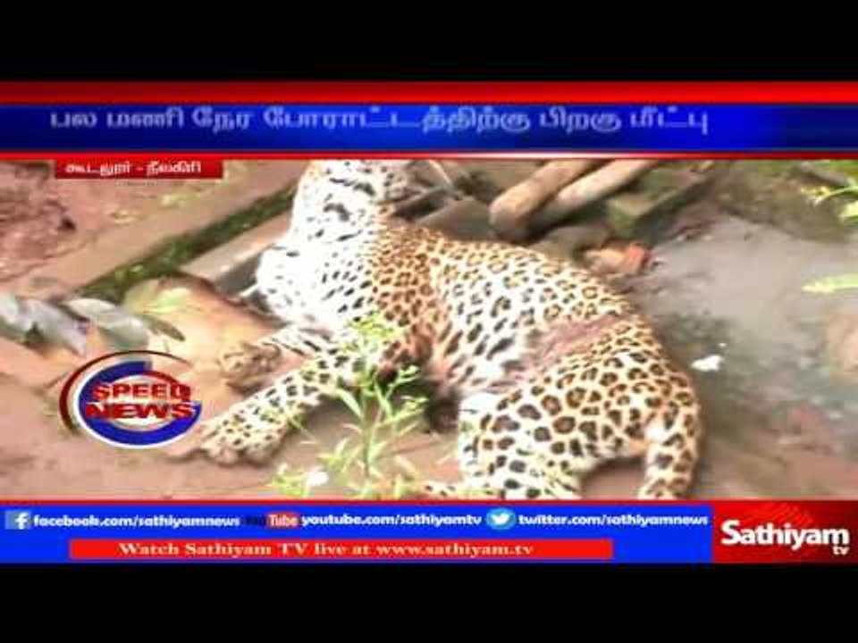 Nilgiris : Cheetah captured in shrink Wire, rescued after so many hours| Sathiyam TV News
