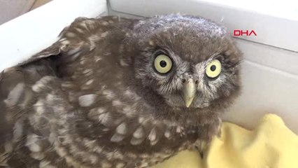 Antalya Sağlık Memurunun Tedavi Ettirdiği Yaralı Baykuş Doğaya Döndü