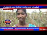 Tomatoes lost sale: farmers demand Compensation: Dharmapuri | Sathiyam TV News