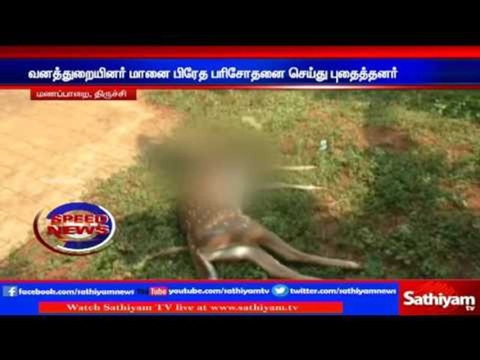 Deer died in a vehicle mishap: foresters buried it after post mortem.