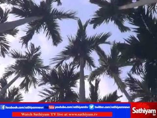 More Tobacco trees with more profits - Villupuram Story