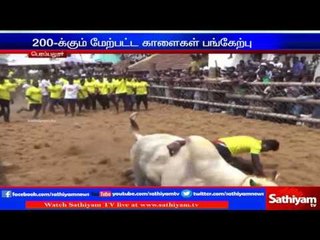 Participants actively participated in Jallikattu happened in Perambalur district