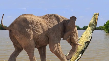彼らの赤ちゃんを守る動物のお母さん - ゾウはワニから彼女の子牛を救う