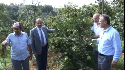 Türkiye’de İlk Kez Trabzon'da Uygulandı... Fındığı Damla Sulama İle 2 Kat Büyüttüler