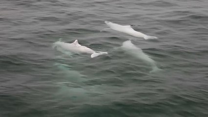 الدلافين النادرة مهددة بجسر يربط هونغ كونغ بالصين