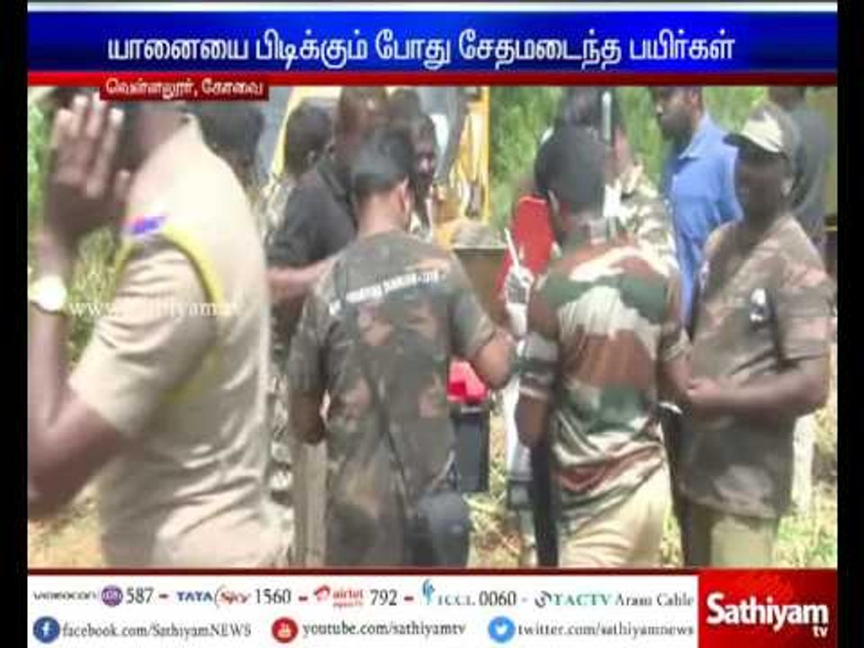 Compensation should be provided for the damage made while catching wild elephant - Garden owners