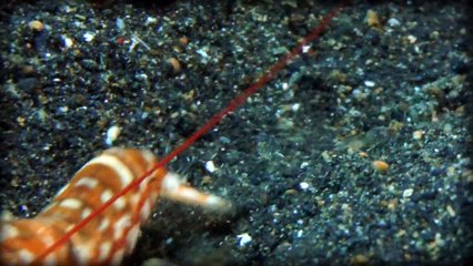 Pistol Shrimp: The Super-Powered Crustacean