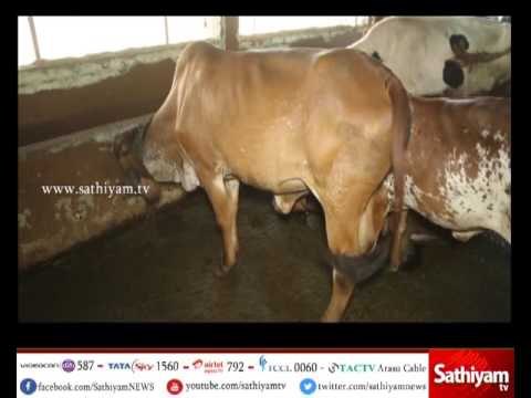 Vidiyal puthusu : Farmer Sridhar about hybrid cattle and its benefits - 10/07/17