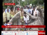 Ancient Banyan tree  falls off at Nagercoil - Kanyakumarai high road
