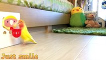 Cute Parrots Doing Funny Things - The Most Adorable Parrots 2018