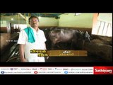 Explains about care and breeding methods of buffaloes - Natural farmer Sridhar - 31/07/17
