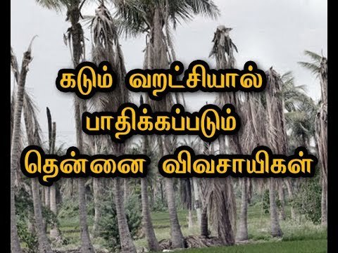 Coconut farmers affected by severe drought - Dindigul
