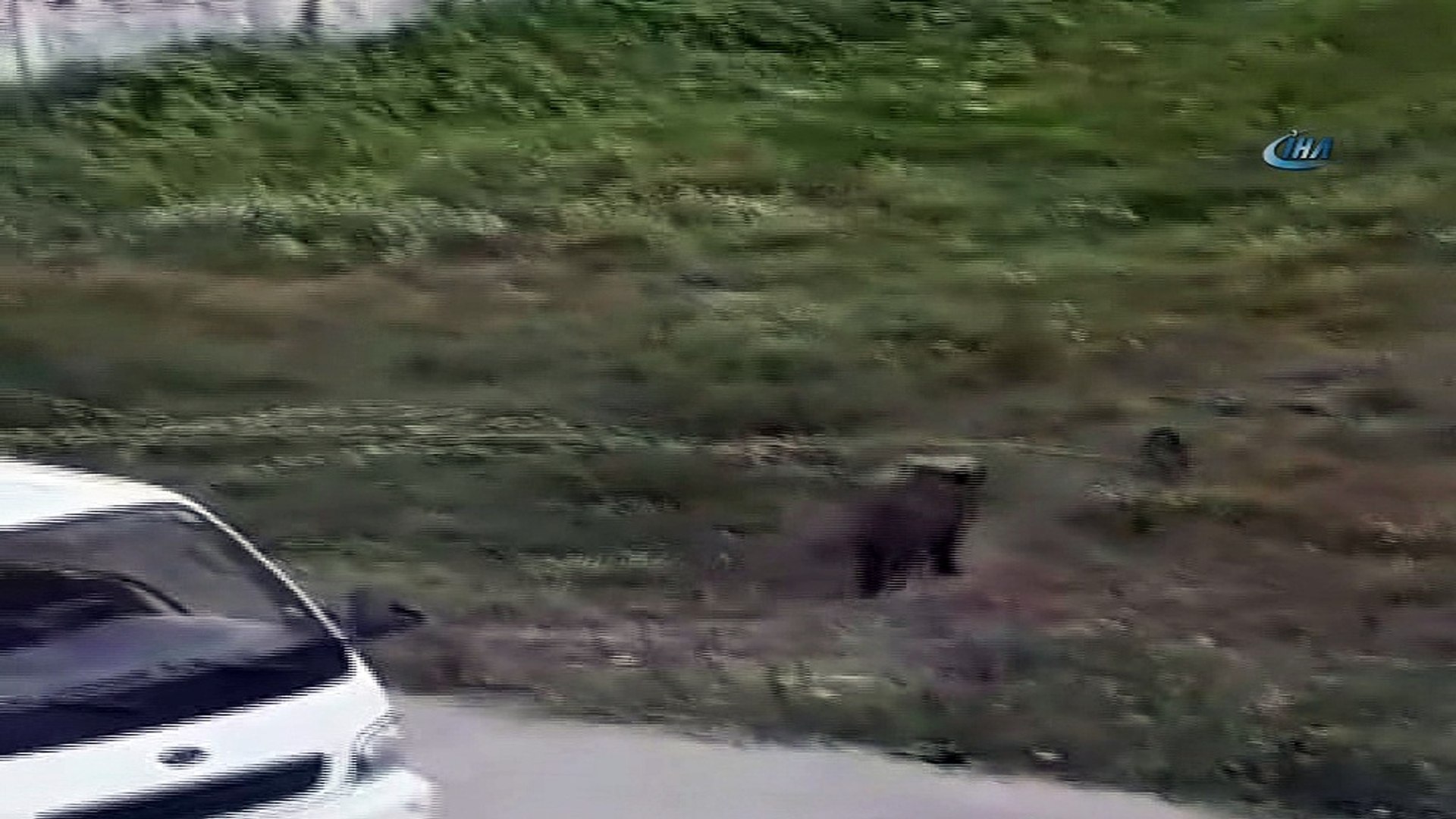 Yaban domuzu şehre indi