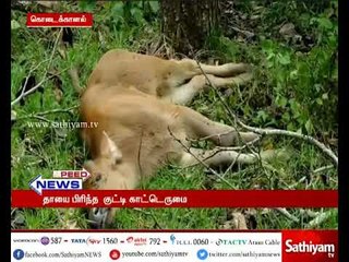 Calf dies of hunger in Kodaikanal