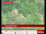Farmers are worried because 7 elephants are camping at Sanamavu forest near Hosur