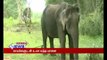 Sick elephant rescued with kumki and given treatment