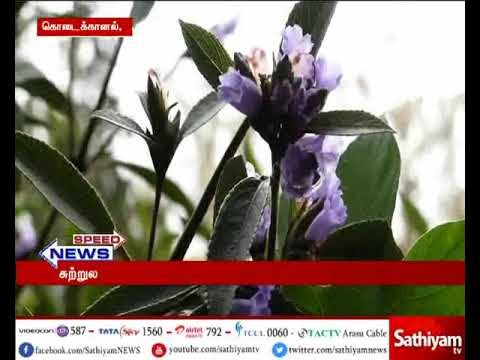 Kodaikanal: Blue kurinji flowers bloom at Bryant botanical garden