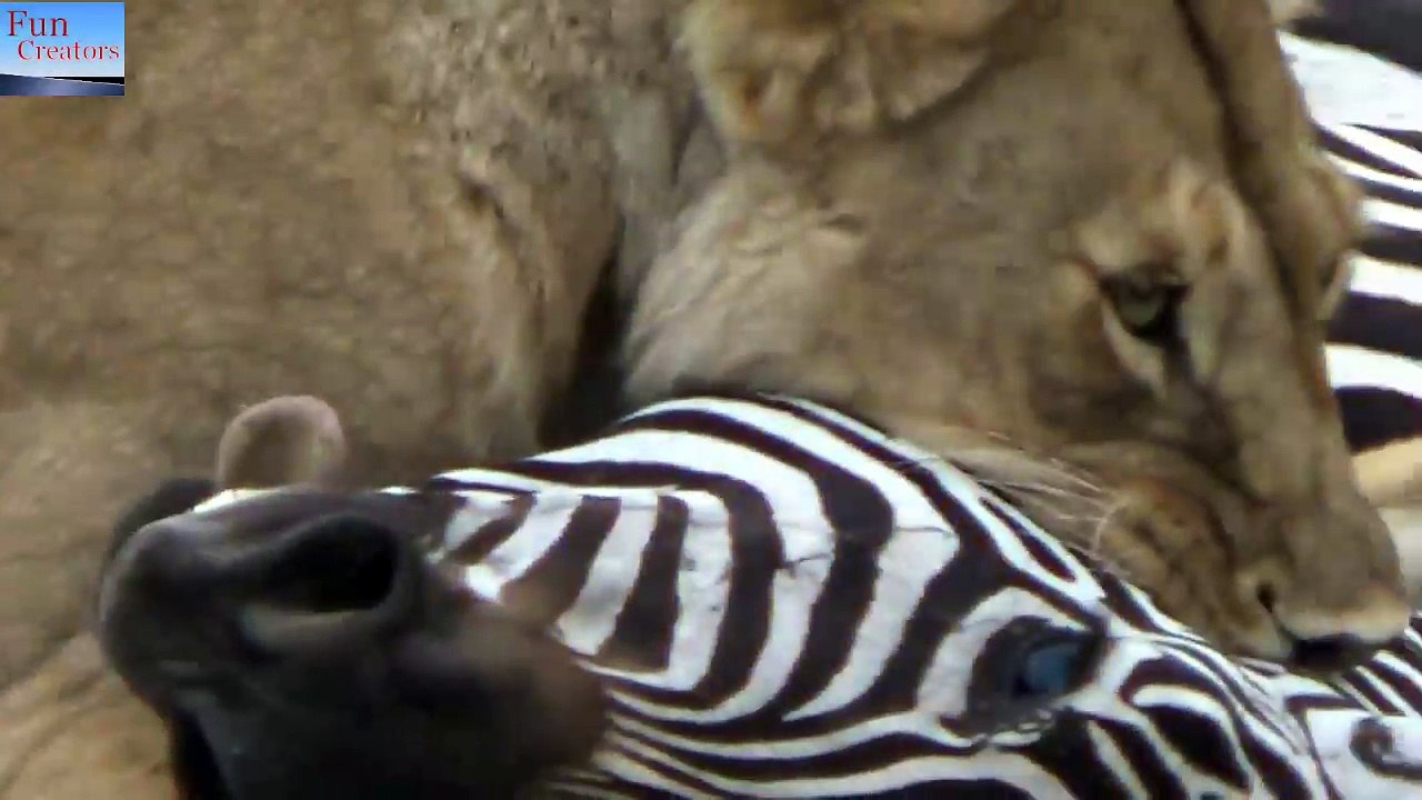 Lions vs Zebra - 3