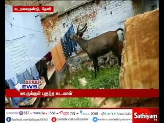 தேனி அருகே வேட்டைகாரர்கள் துரத்தியதால் ஊருக்குள் புகுந்த கடமான் விரட்டியடிப்பு