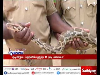 குடியிருப்பு  பகுதியில் புகுந்த 11 அடி மலைப்பாம்பு