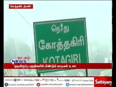 நீலகிரி குடியிருப்பு பகுதிகளில் மீண்டும் கரடிகள் உலா வருவதால் மக்கள் அச்சம்