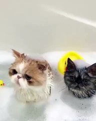 How to shower your 2  cats in the bathroom