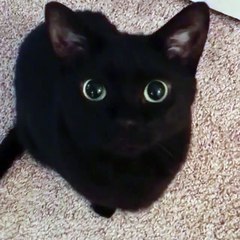 How to communicate with your cat when it asks for food