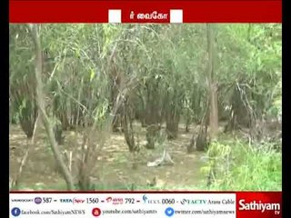 கருவேல மரங்களை அகற்ற வைகோ தொடர்ந்த வழக்கு இன்று மதியம் உயர்நீதிமன்றத்தில் விசாரணை